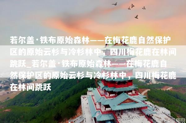 若尔盖·铁布原始森林——在梅花鹿自然保护区的原始云杉与冷杉林中，四川梅花鹿在林间跳跃_若尔盖·铁布原始森林——在梅花鹿自然保护区的原始云杉与冷杉林中，四川梅花鹿在林间跳跃